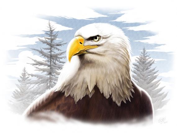 àguila calba aguila calva pigarg americà bald eagle