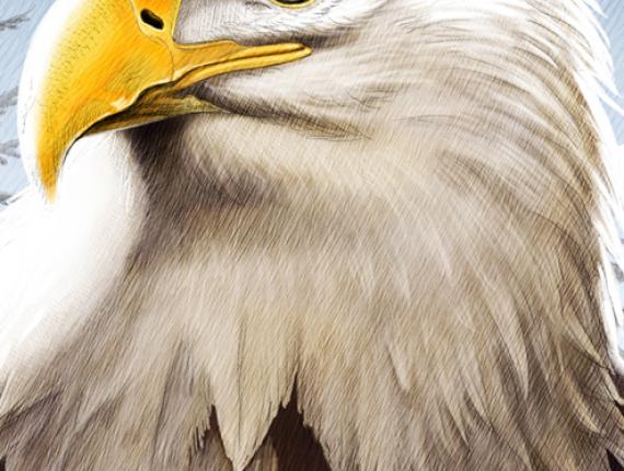 àguila calba aguila calva pigarg americà bald eagle