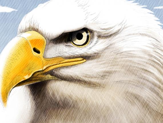 àguila calba aguila calva pigarg americà bald eagle