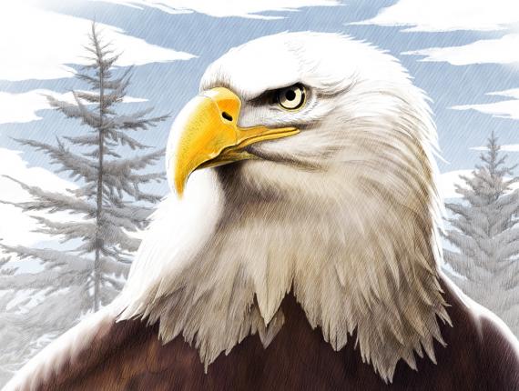 àguila calba aguila calva pigarg americà bald eagle