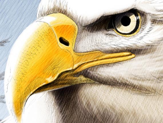 àguila calba aguila calva pigarg americà bald eagle