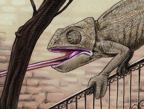 camaleó  camaleón chameleon