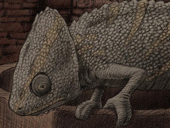 camaleó  camaleón chameleon