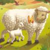 trencaclosques rompecabezas puzzle ovella oveja sheep