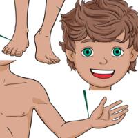 Andreu Toys cos humà cuerpo humano human body